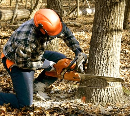 Tree Removal in Reedville, VA